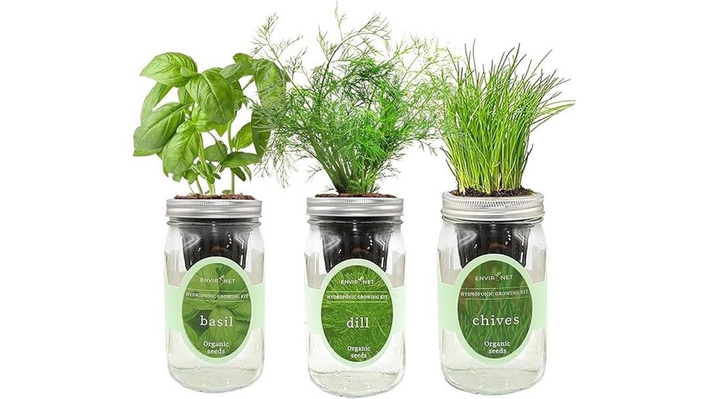 mason jars hydroponic herbs