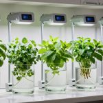 top hydroponic herb gardens